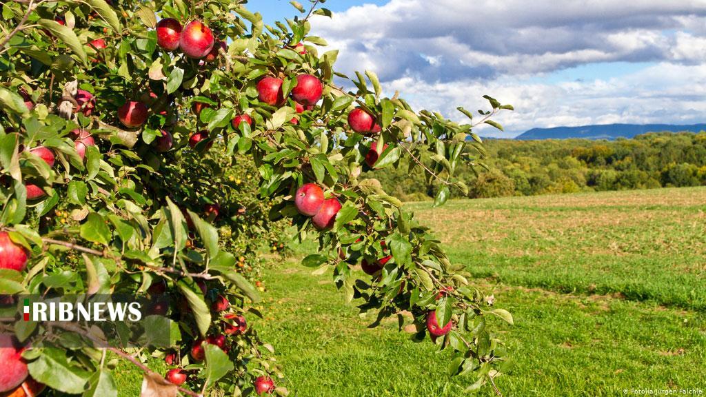 پیش بینی برداشت۵۰ هزار تُن میوه از باغ‌های سقز