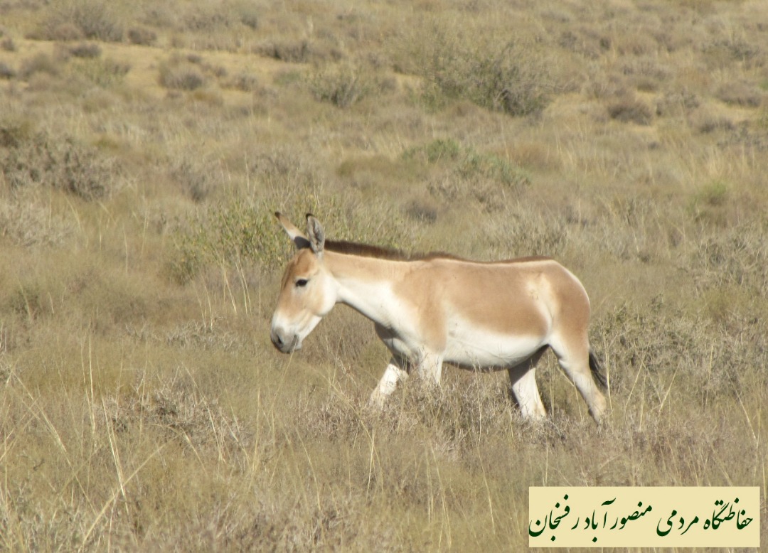 بازگشت گور ایرانی به شمال غرب کرمان