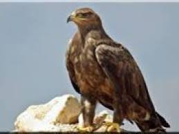 رهاسازی یک بهله عقاب طلایی در پارک ملی بمو