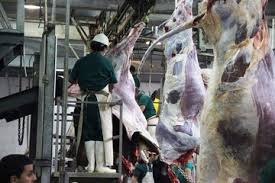 خارج شدن ۶۲۵ کیلوگرم گوشت از چرخه مصرف در مهاباد عید قربان امسال