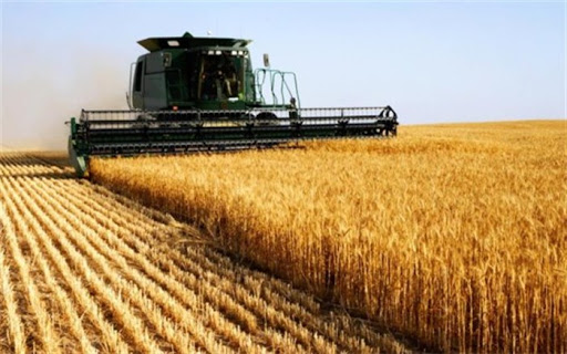 برداشت بیش از ۱۰۰ هزار تن گندم از مزارع اردبیل