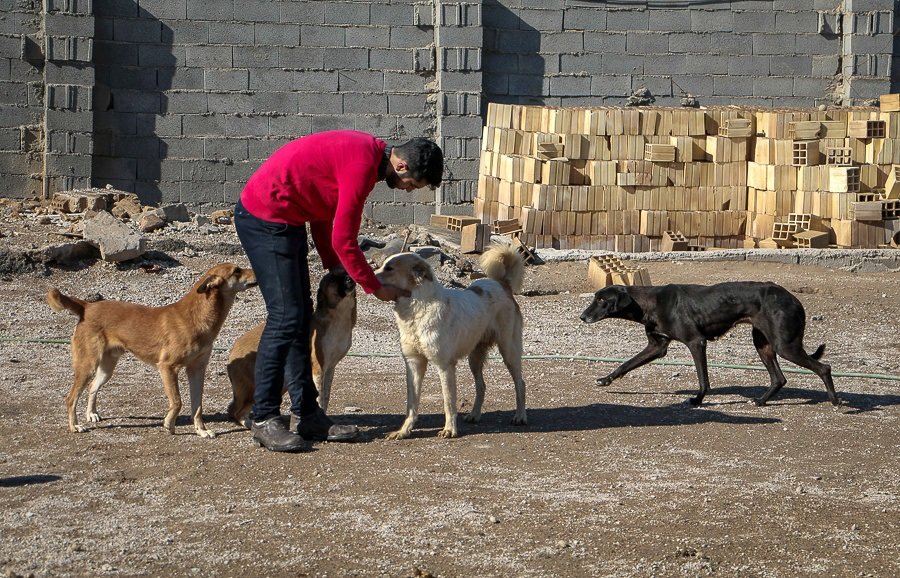 ساخت پناهگاه حیوانات برای کنترل جمعیت سگ‌های ولگرد