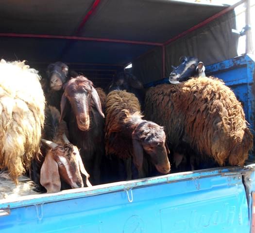 کشف گوسفند قاچاق در فیروزآباد