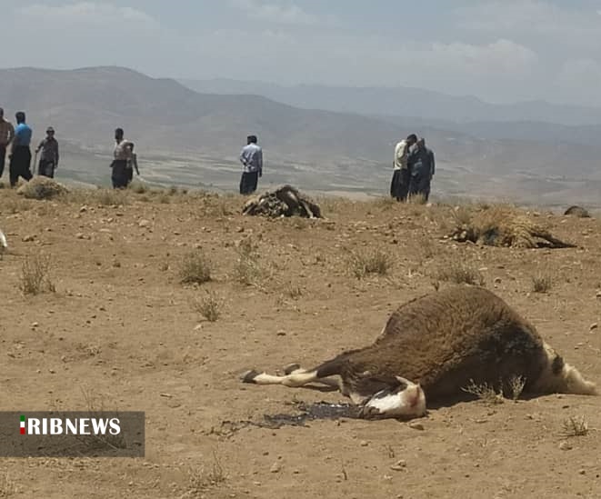 مسموم شدن ۹۴راس گوسفند در روستای گشنیزجان چادگان