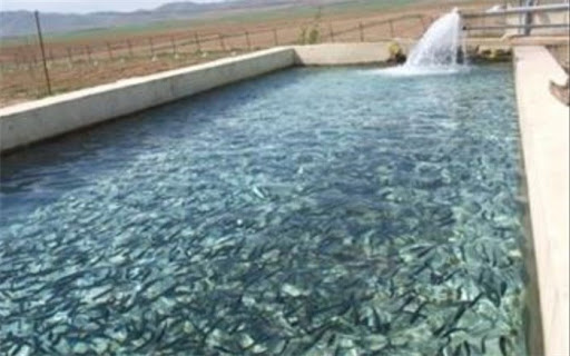 تولید سالانه 13 هزار تن ماهی در خراسان رضوی