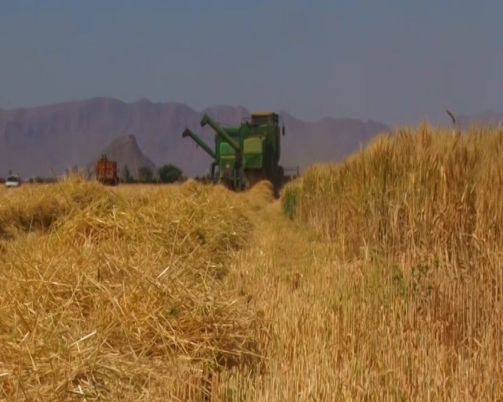 برداشت ۱۰ هزارو ۵۰۰ تن گندم از ۲۳۰۰ هکتار مزارع شهرستان شهرضا