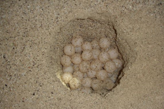 شناسایی متخلفان حفاری آشیانه تخم لاک پشت‌ها در جزیره خارگو