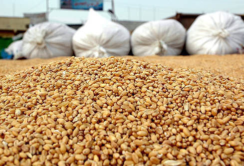 محکومیت یک میلیاردی برای فروش بذر تقلبی در خوزستان