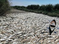 تلف شدن عمدی میلیون ها قطعه ماهی در دیوانیه عراق