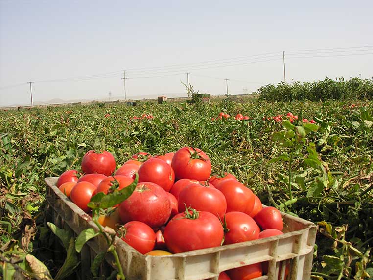 برداشت بیش از 250 هزار تن گوجه فرنگی