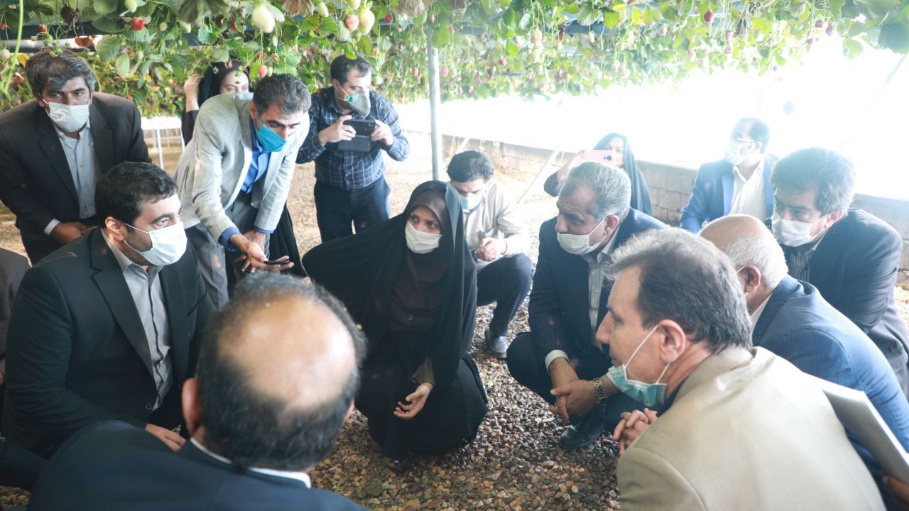 توسعه کشت گلخانه، اولویت برنامه‌های استان قزوین است