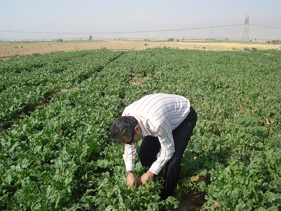 کاشت چغندر قند در شهرستان کوار