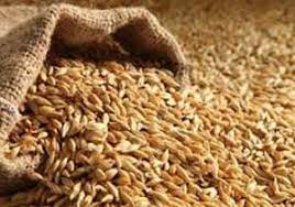 خرید بیش از ۲ هزار و ۵۰۰ تن گندم و جو بذری از پیمانکاران استان سمنان
