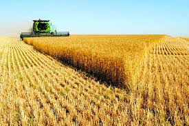 خرید بیش از ۱۵۶ هزار تن گندم از کشاورزان اردبیلی