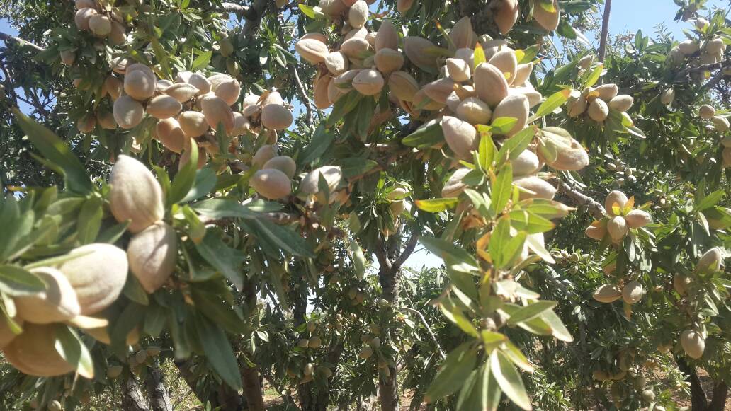 آغاز برداشت بادام از باغ‌های نی‌ریز