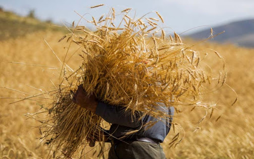 پرداخت ۹۳ درصد از مطالبات گند‌م‌کاران کشور