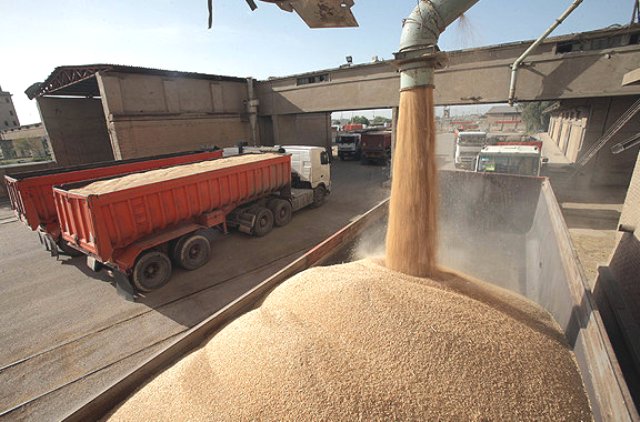 خرید ۳۹۹ هزار تن گندم در همدان