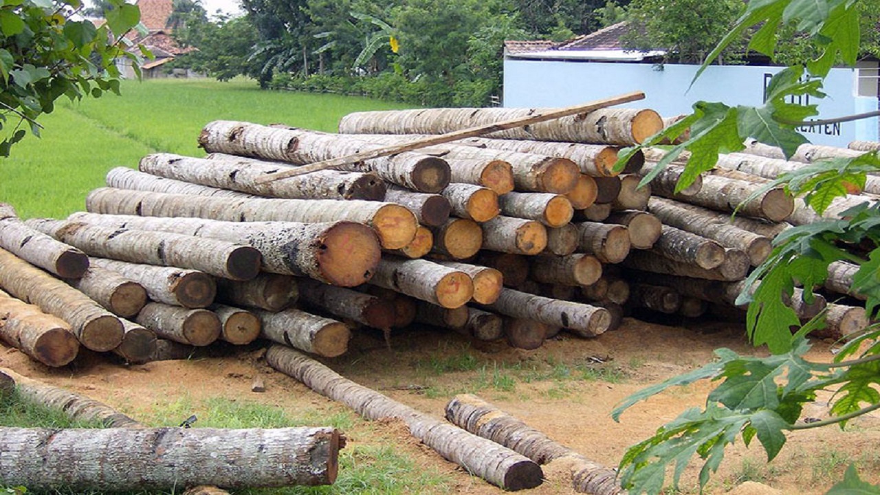 کشف ۸۰۰ کیلوگرم چوب جنگلی قاچاق در اردل