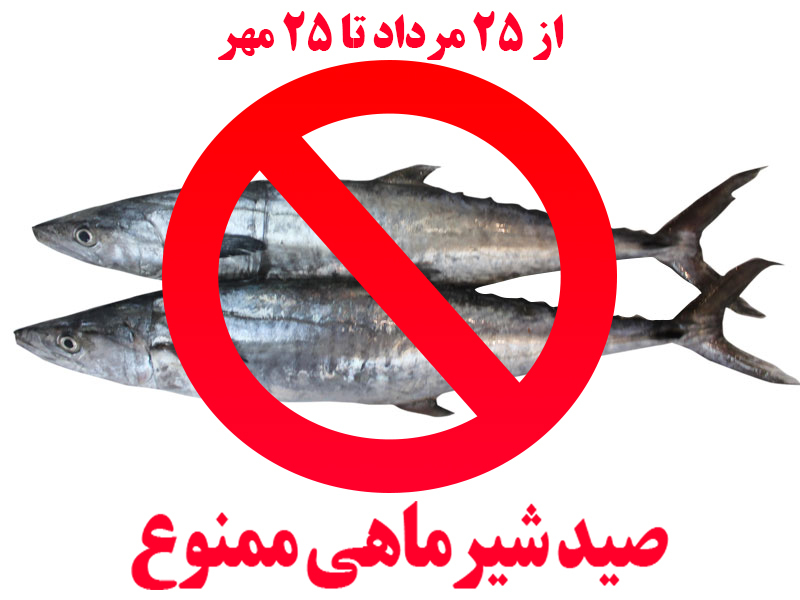 ممنوعیت صید ماهی شیر به روش گوشگیر در منطقه خلیج فارس و دریای عمان