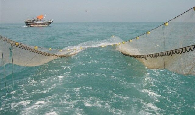 ممنوعیت صید ماهی شیر به مدت دو ماه