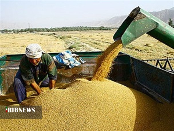 خرید بیش از 542 هزار تن گندم از کشاورزان
