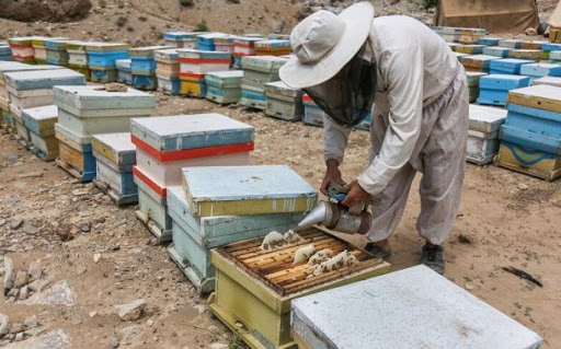 برداشت عسل در آذربایجان شرقی