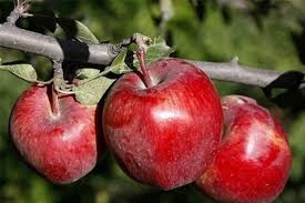 پیش بینی تولید یک میلون تن سیب درختی