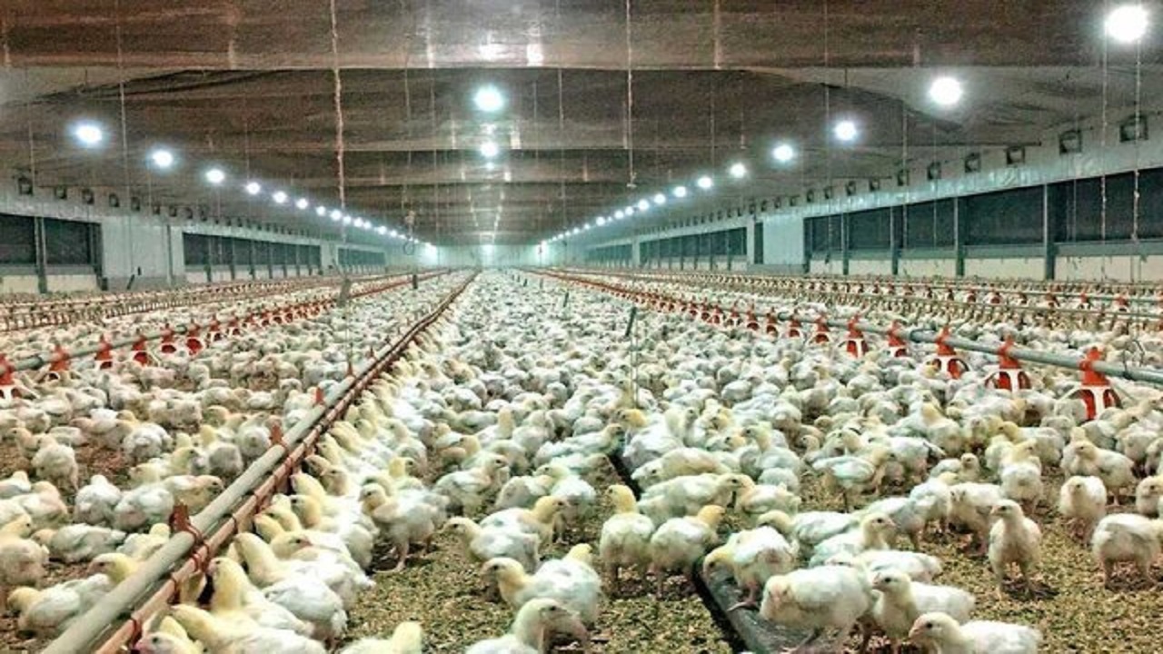 افزایش جوجه ریزی واحد‌های مرغ گوشتی در قزوین