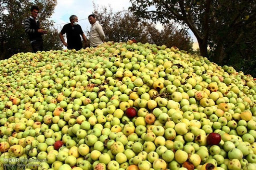 یک میلیون و ۱۰۰ هزار تن سیب درختی در راه بازار