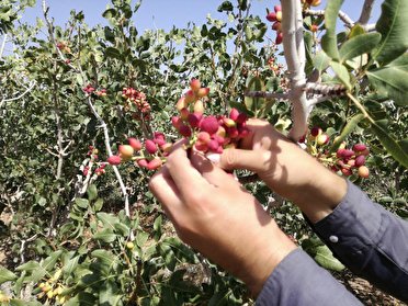 ایجاد اردوگاه و نقاهتگاه موقت برای کارگران فصلی در رفسنجان