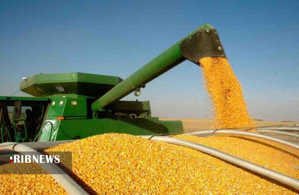 پیش بینی برداشت 30 هزار تن ذرت دانه ای در استان