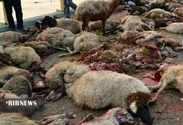 حمله ی گرگهای گرسنه به آغل گوسفندان ۲ دامدار