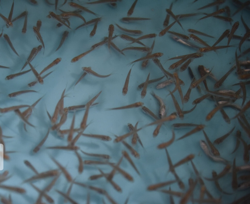 رهاسازی ماهی بومی در منابع آبی خرمشهر