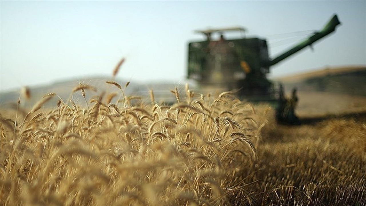 خرید ۳۳ هزار تن گندم در بوئین زهرا