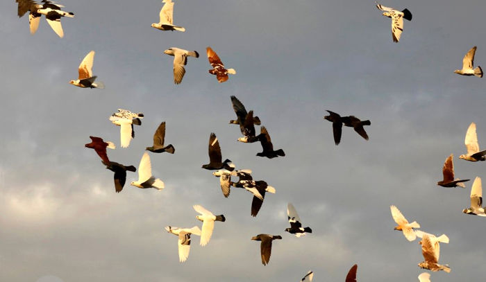 علت تلفات کبوتران وحشی در شهرستان دیر در دست بررسی