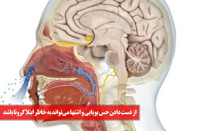 کشف علت از بین رفتن حس بویایی در بیماری کووید ۱۹