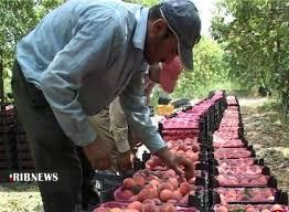 پیش بینی تولید بیش از ۱۷۰ هزار تن میوه تابستانه در آذربایجانغربی