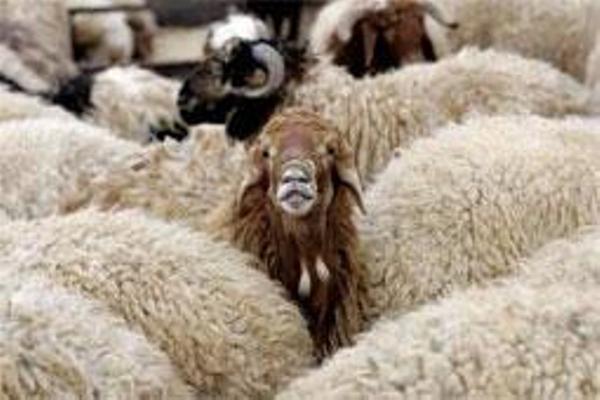 کشف 34 رأس گوسفند بدون مجوز