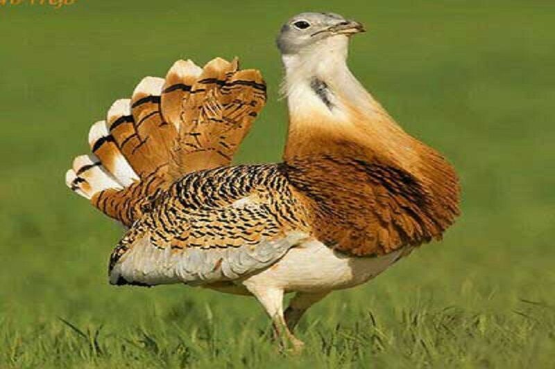 پرنده نادر میش مرغ، در معرض جدی انقراض