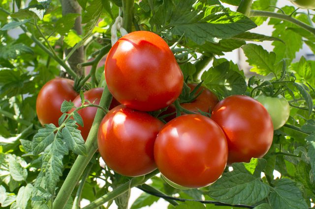 پیش بینی برداشت ۱۳۰ هزار تن گوجه فرنگی از مزارع ممسنی