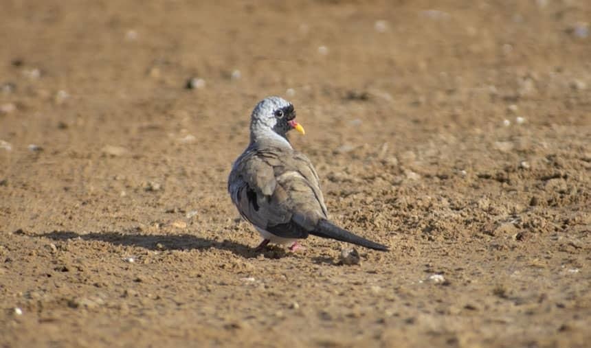 ثبت یک گونه پرنده جدید در پناهگاه حیات وحش یخاب