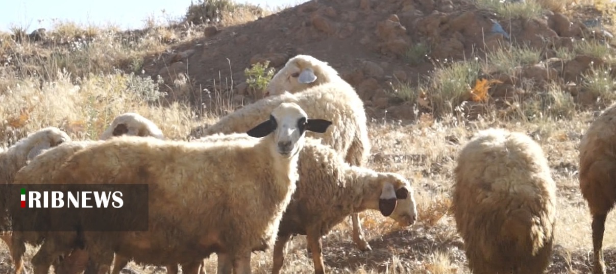 تشدید نظارت بر ذبح دام در عید قربان