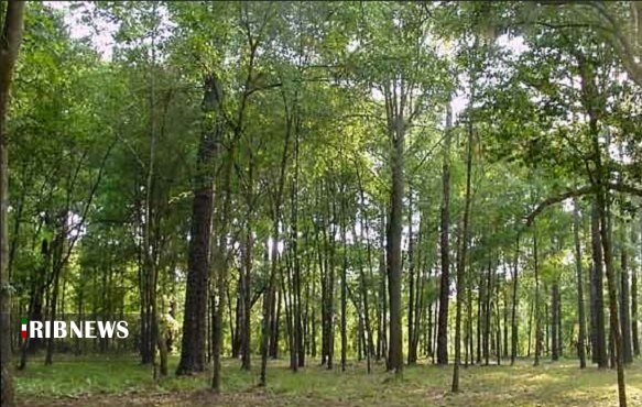 توسعه جنگل های استان  با تامین اعتباراز صندوق توسعه ملی