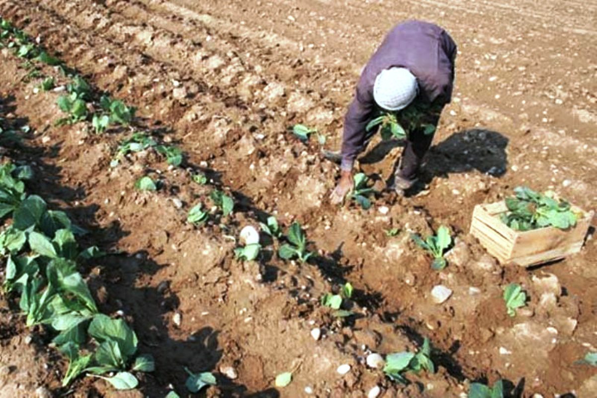 آغاز کاشت بادمجان خارج از فصل در میناب