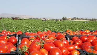 رکورد برداشت گوجه فرنگی بدستان رزمنده اراکی