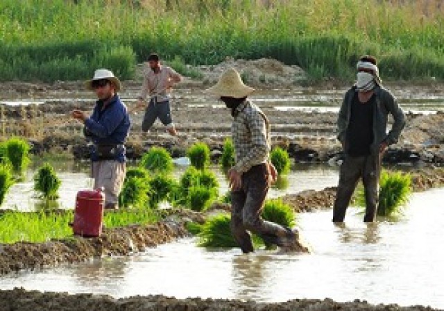 نظارت بر مزارع خشکه کاری برنج