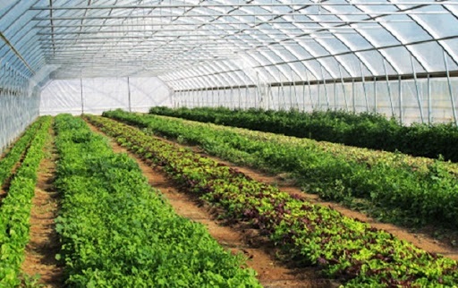 افتتاح یک واحد گلخانه در اسفرورین