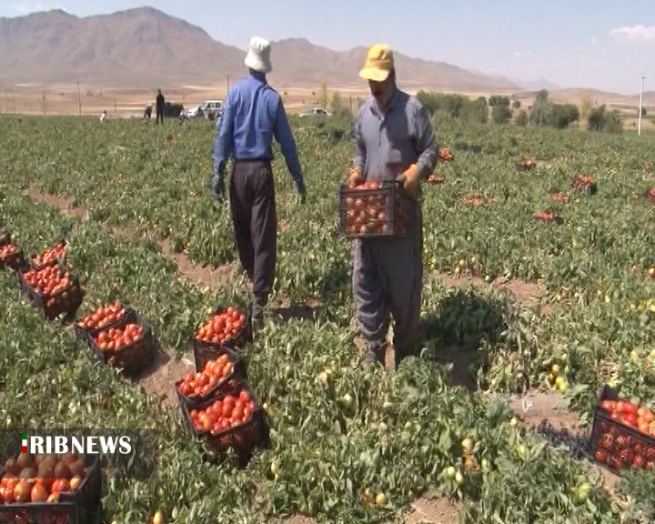 برداشت گوجه فرنگی از مزارع شهرستان بن + فیلم