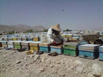 کوچ زنبور داران به شهرستان جنوبی