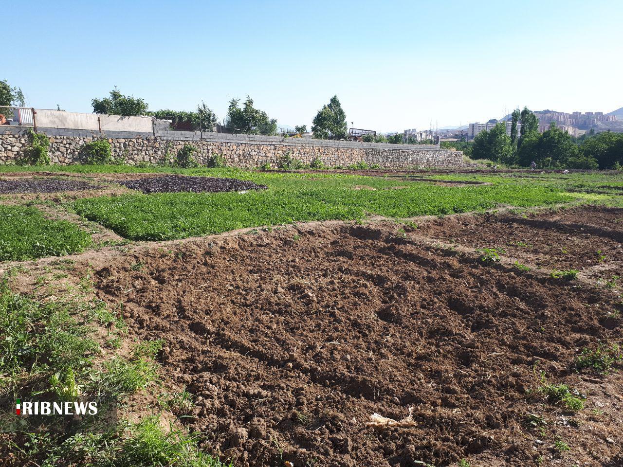 معرفی سبزی کاران متخلف به مراجع قضایی